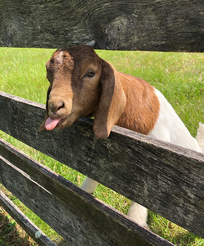 sassy goat